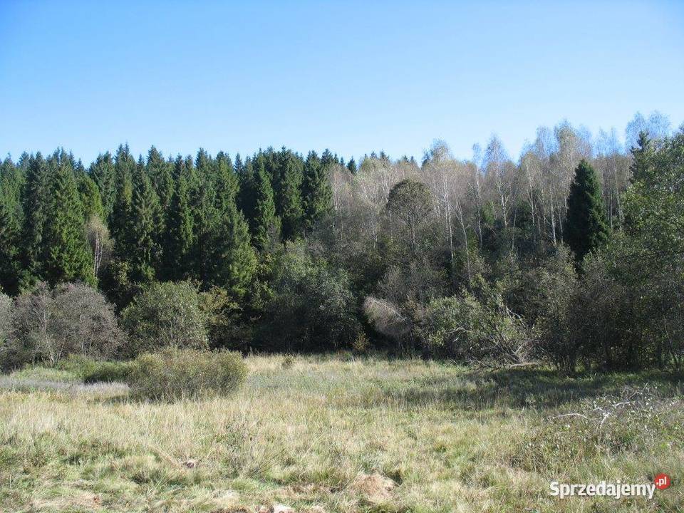 Piękna działka leśna Bieszczady Sprzedaż Strzebowiska