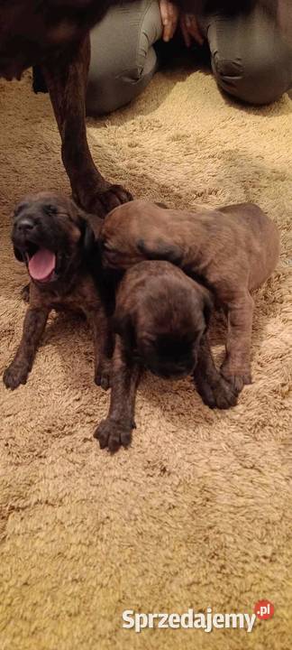 Szczeniaki Posokowca Hanowerskiego z rodowodami Pozostałe