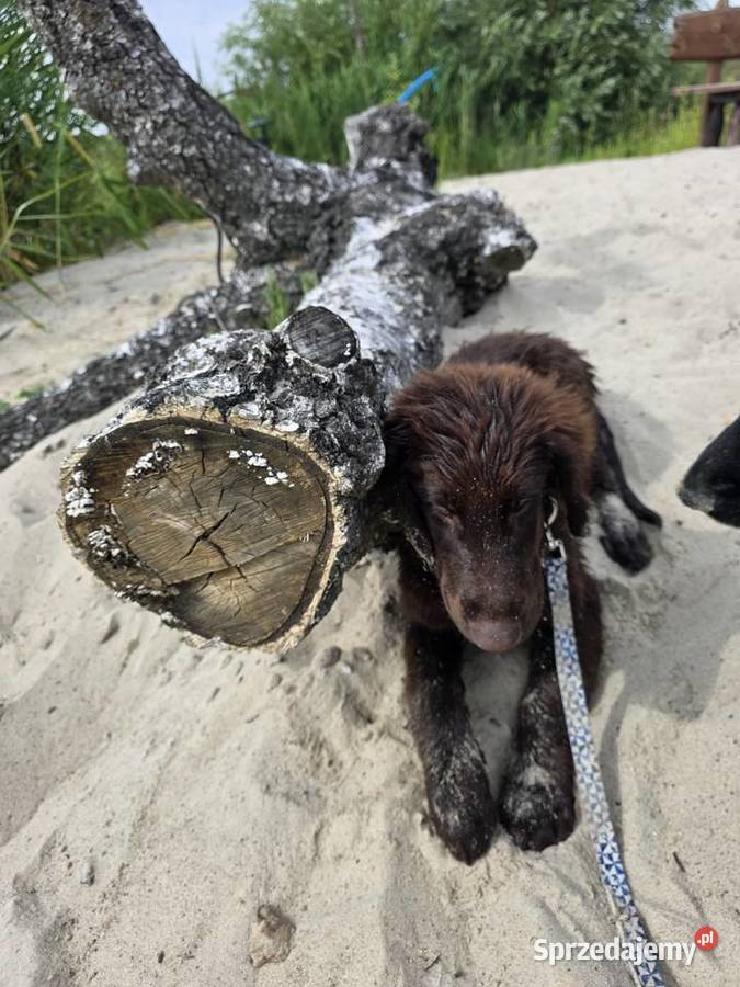 Szczenieta Flat Coated Retriever FCI lubuskie Zwierzyn