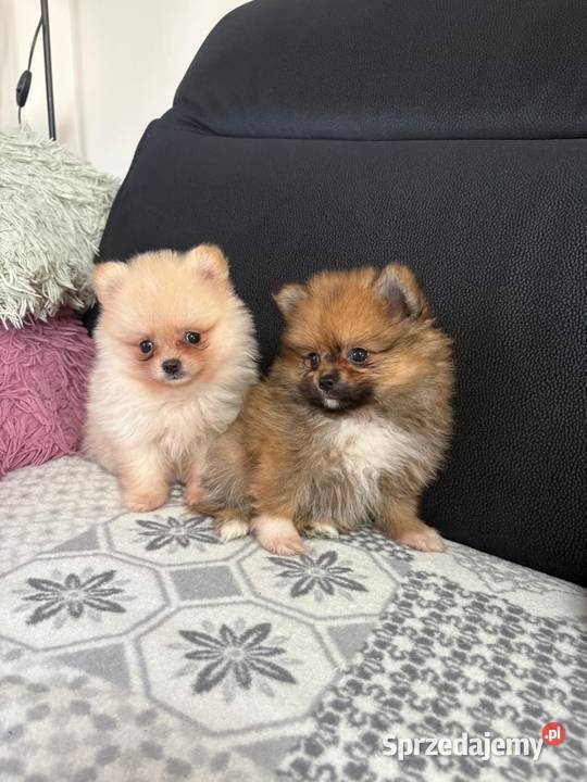 Szpic miniaturowy pomeranian suczki świętokrzyskie Łukowa