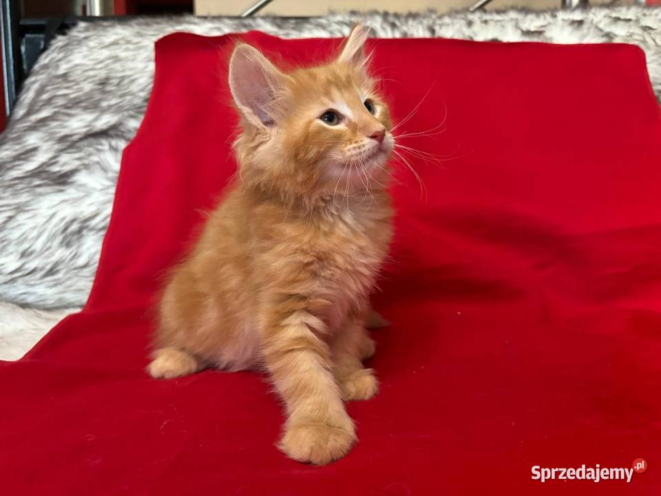 Kociaki Norweskie Leśne