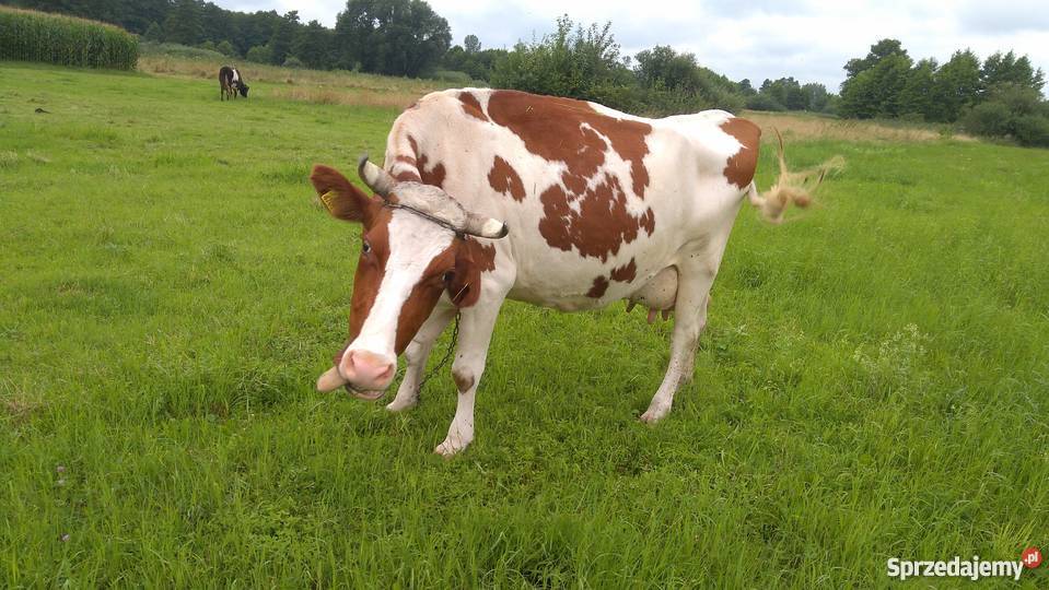 Krowa Mleczna 7letnia 3 miesiące cielna podkarpackie Ujezna
