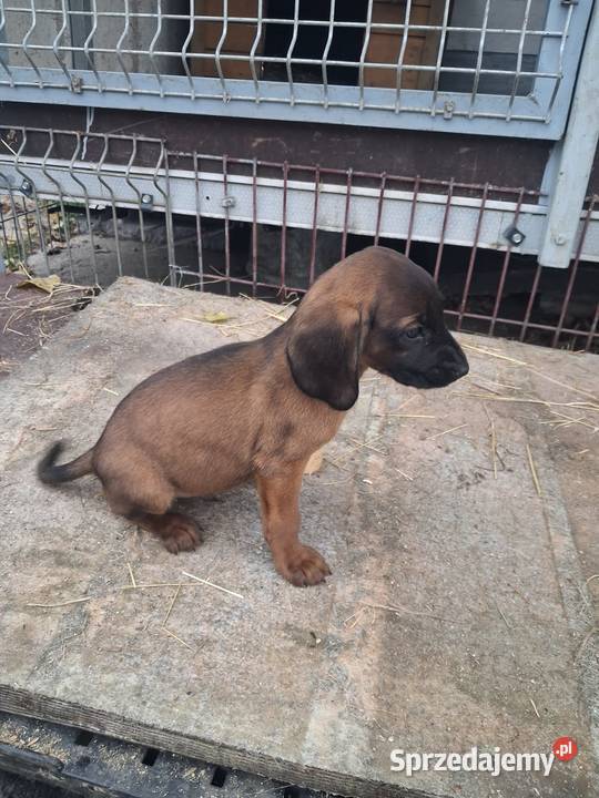 Posokowiec bawarski Brzesko