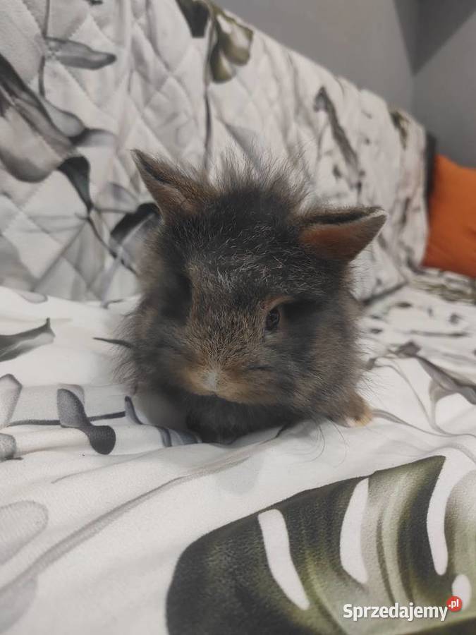 Królik miniaturka baranek lewek samiczka samiec Łodygowice sprzedam