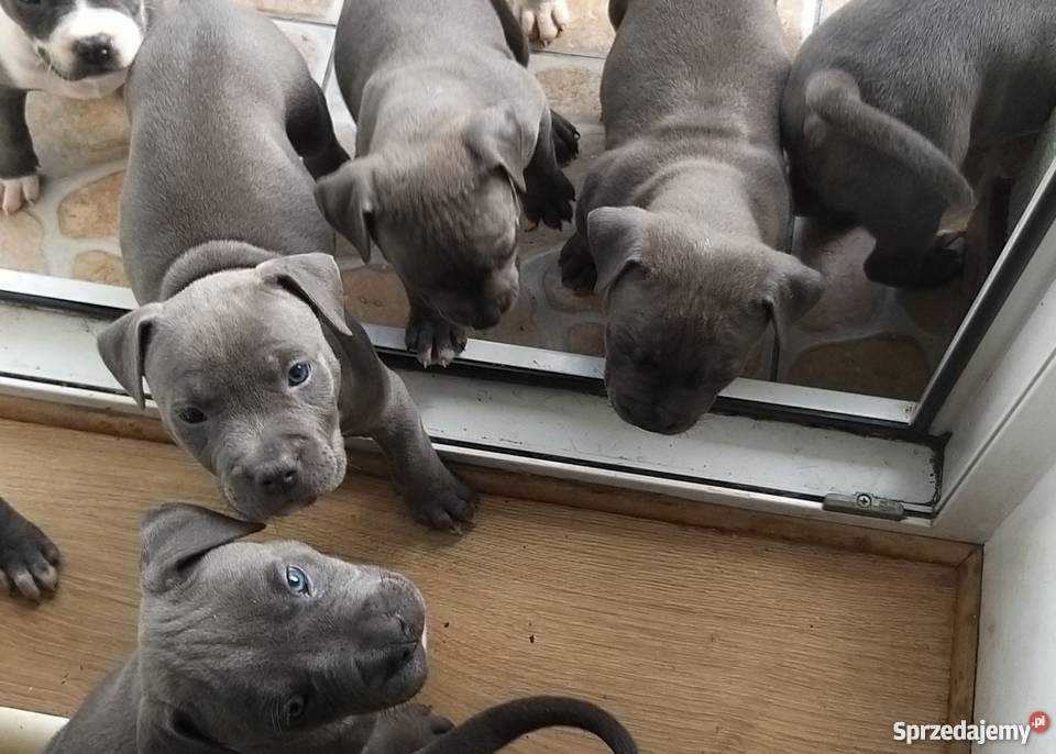 Miot Pieknych Amstaff Blue Silne Szczeniaki Gdańsk