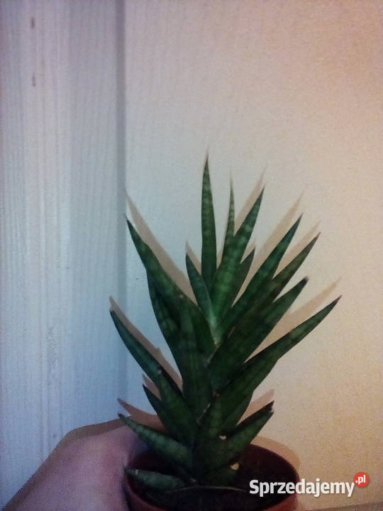 Sansewieria ciekawa odmiana kolorystyczna w Kraków