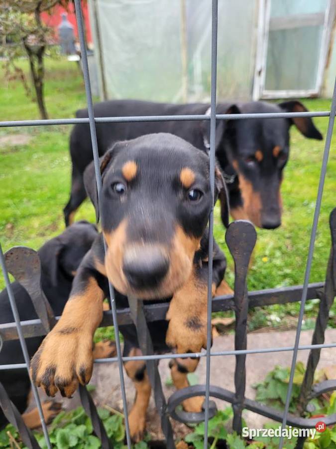 Szczeniak rasy Doberman Staszów