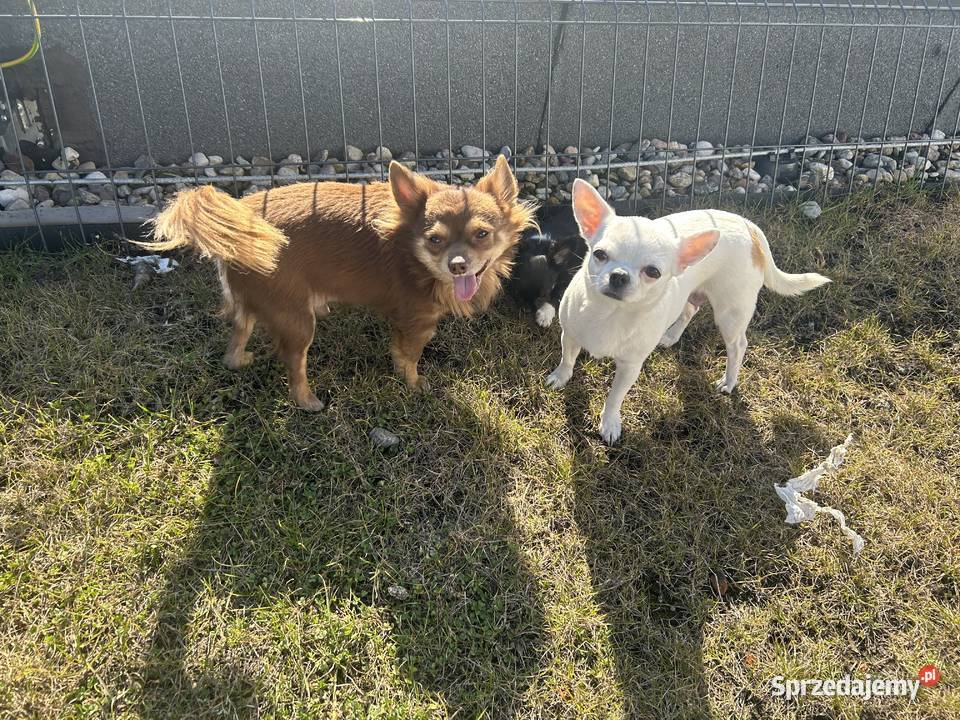 Uroczy Chihuahua chłopiec długowłosy szuka nowej Gdańsk