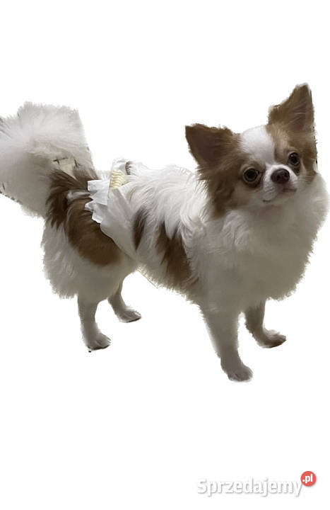 Piękny piesek chihuahua ZKwP Trzebnica sprzedam