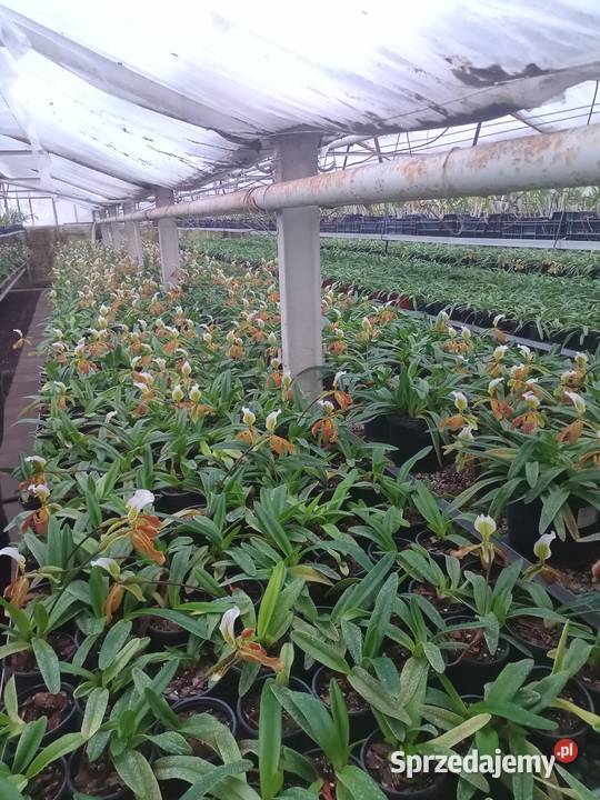 Rośliny storczyki cięte doniczka Warszawa sprzedam