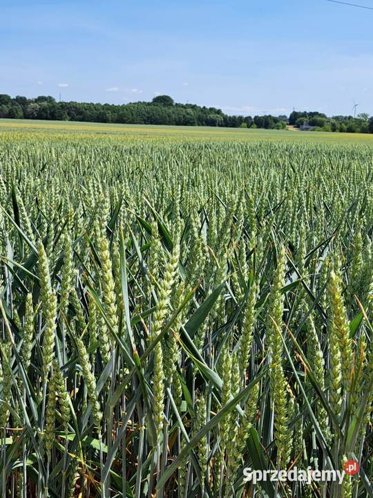 Pszenica ozima KingKong Gigantyczny plon silnych łódzkie Lorenki