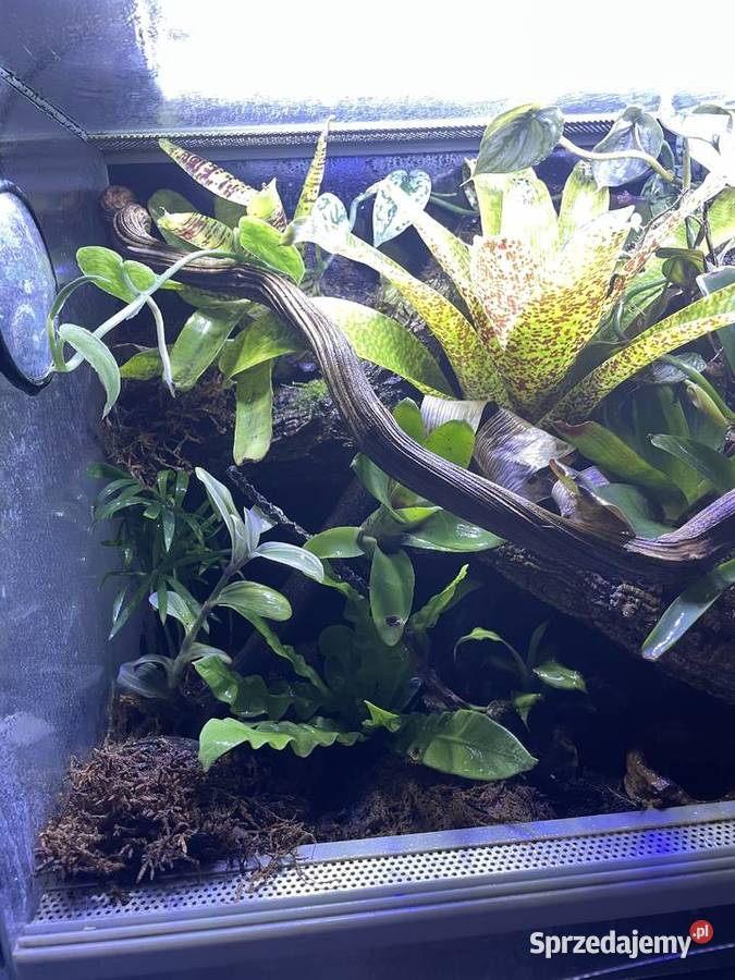 Terrarium z żabami Dendrobates Auratus mazowieckie Warszawa