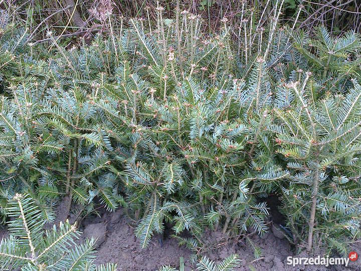 Sadzonki jodły pospolitej Bochnia
