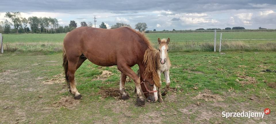 Konie klacze zimnokrwiste sokólskie programowe Konie Pęchratka Mała