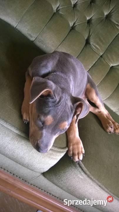 staffik niebieska suczka bez rodowodu Korczew