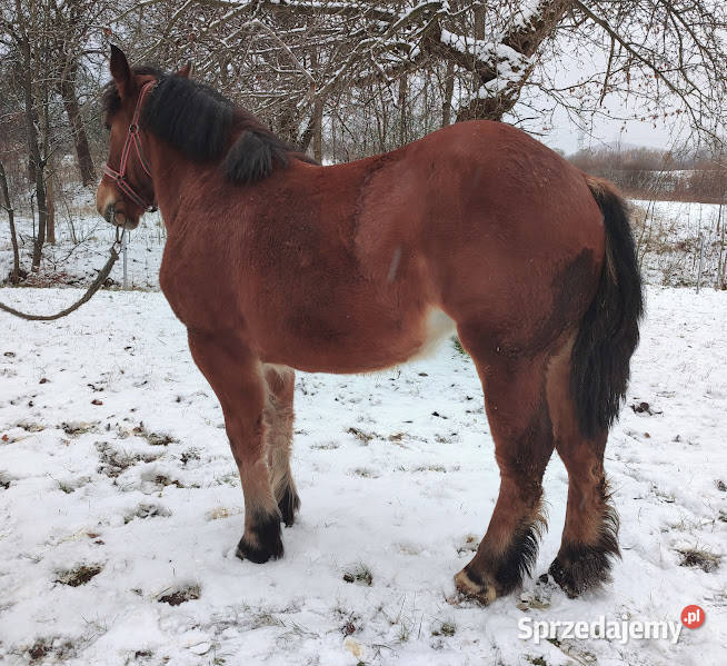 Koń Klacz Kobyła Lubatowa sprzedam
