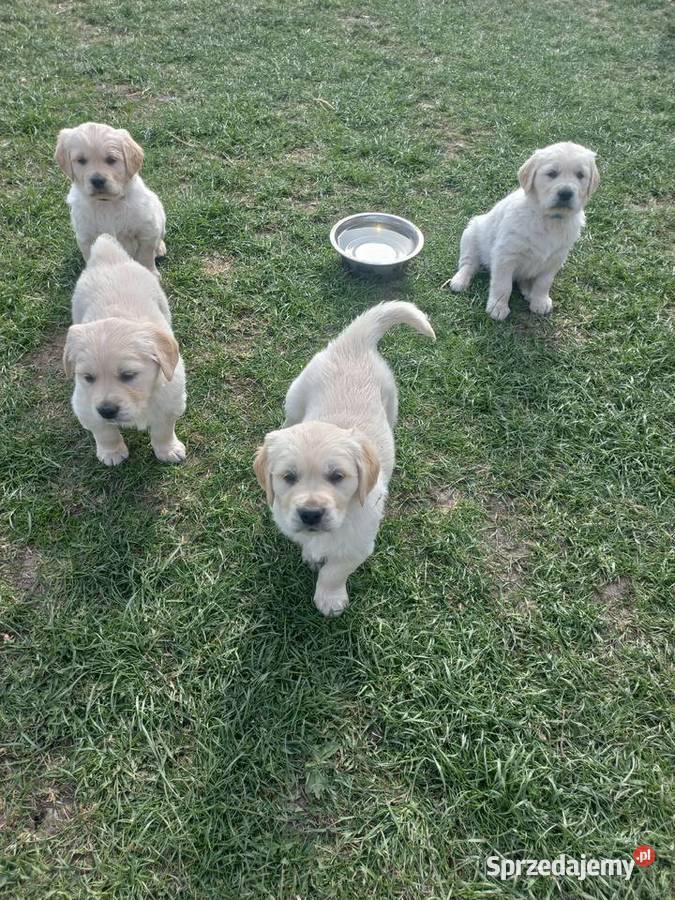 Golden Retriever szczeniaki Łaszczów sprzedam