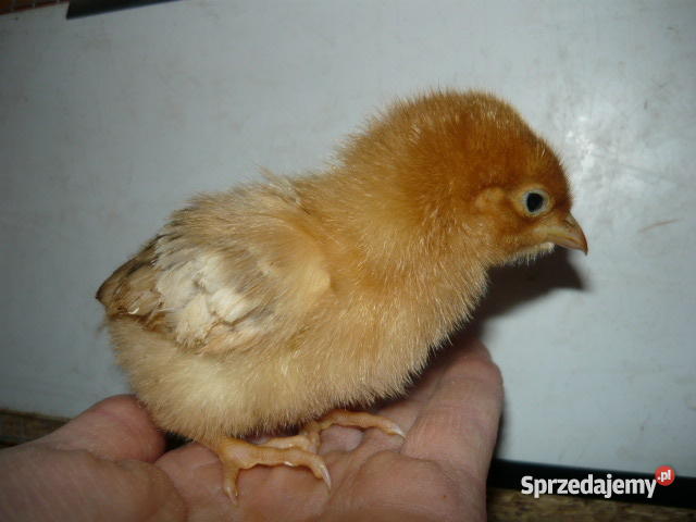Kury kurki kokoszki nioski ROSA szczepioneBiałys Białystok sprzedam