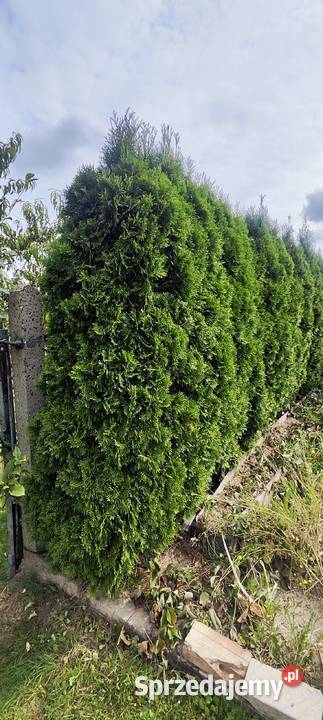 Thuja tuja cyprysy cyprys