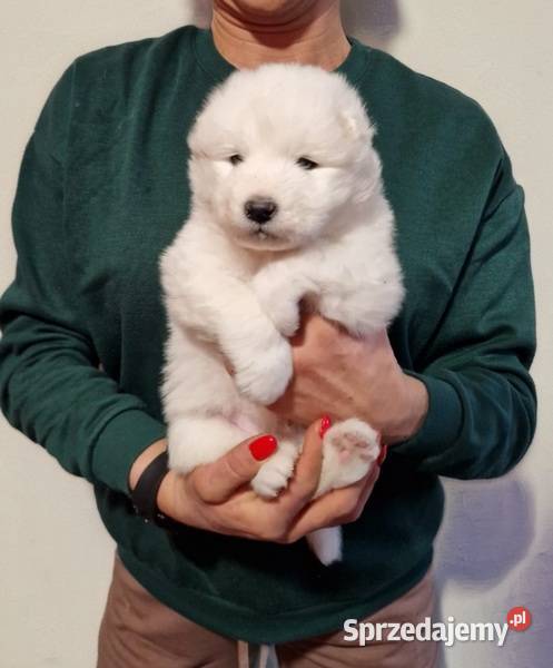 Rasowe szczeniaczki Samoyed Hodowla Pola Iława