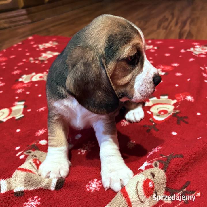 Sprzedam pieski Łódź