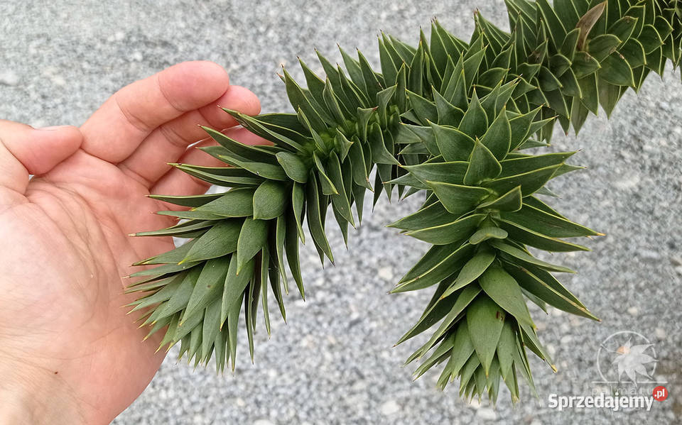 Araukaria chilijska nasiona araucaria araucana Myszków