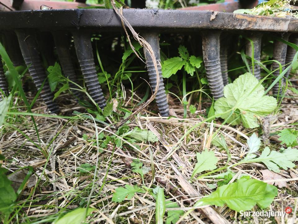 Ogławiarka do selera buraczków Pajęczno