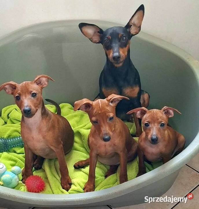 Pinczer pinczery pinczerki miniaturowe z Pozostałe Psy pomorskie