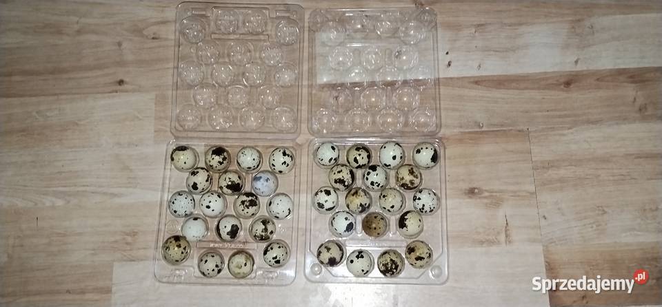 Jajka przepiórcze faraon Drób i ptactwo Pruchna