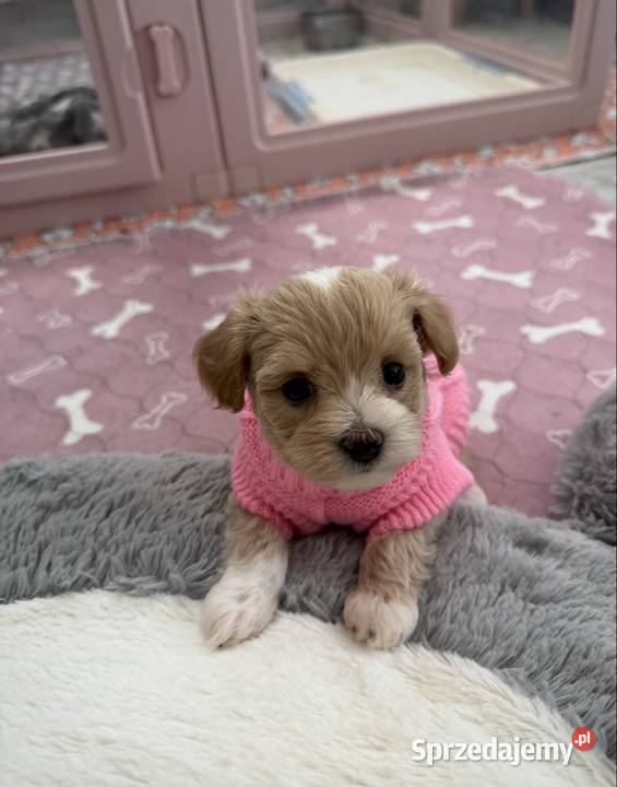 Maltipoo malutka dziewczynka Pozostałe małopolskie Kraków sprzedam