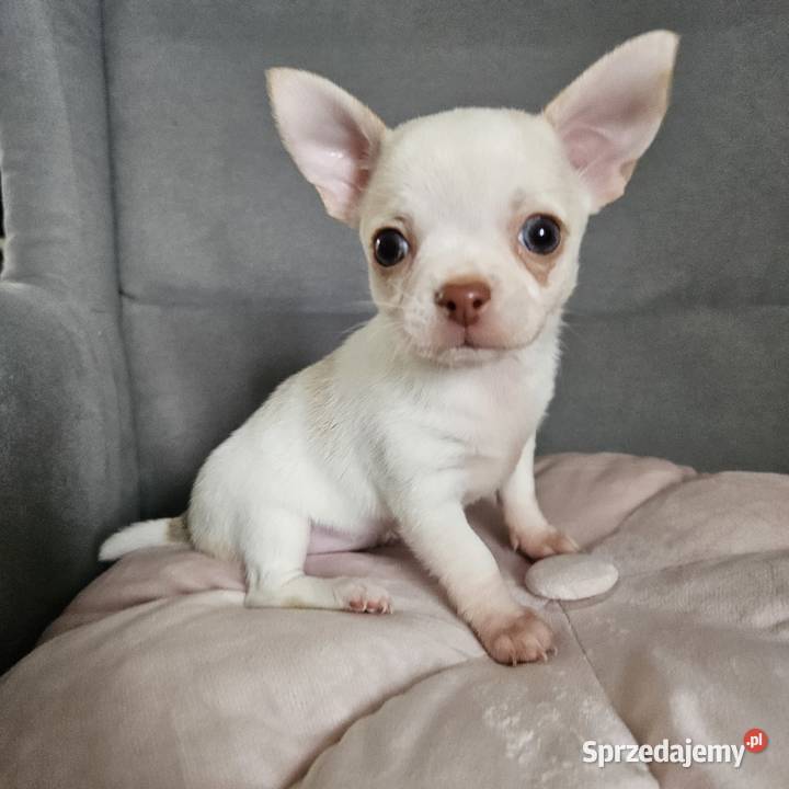 Chihuahua piękna suczka rodzicach FCI małopolskie Rajsko sprzedam