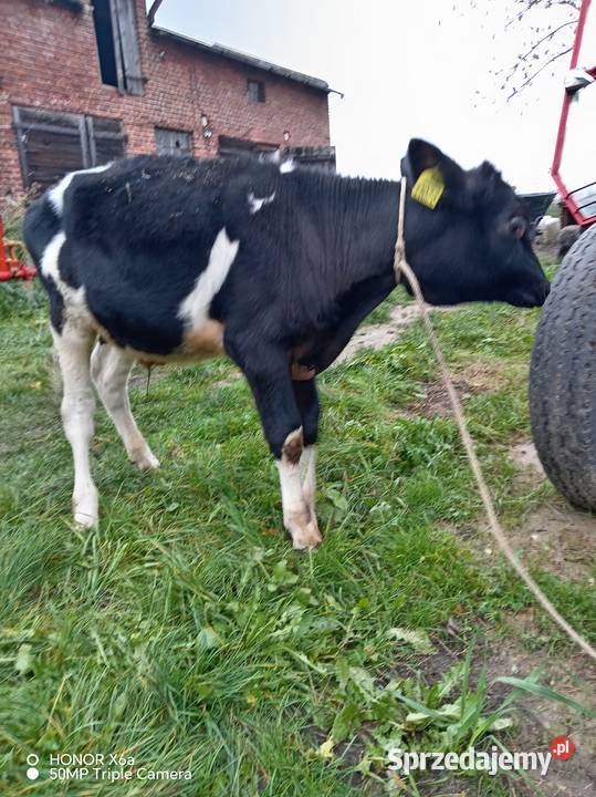 Sprzedam byczki Piątek