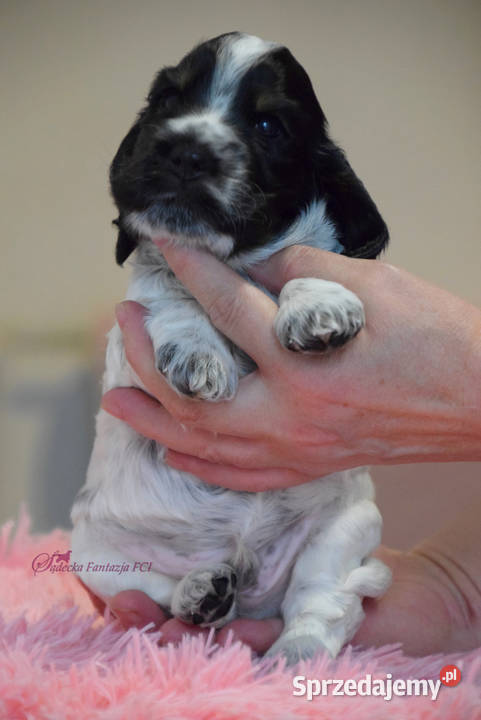 Cocker Spaniel Angielski BonBon Nowy Sącz sprzedam
