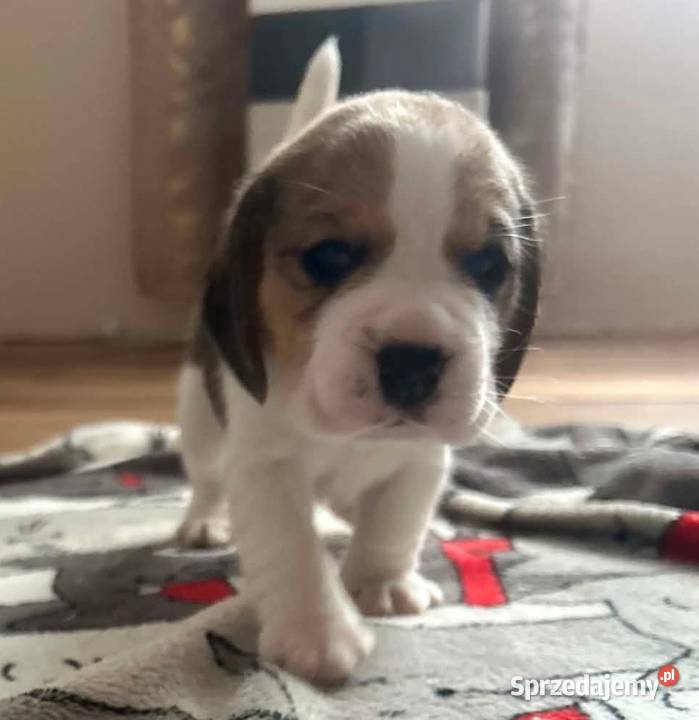 Beagle tricolor ZKwP Konopiska