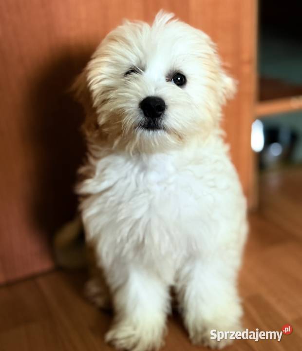 Maltipoo piękny piesek dolnośląskie Wałbrzych