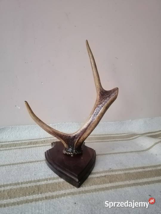 Poroże z podstawka Legnica