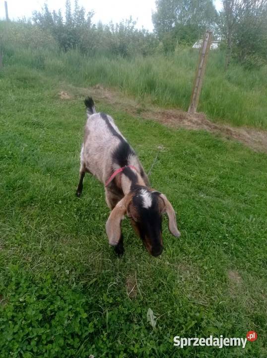 Para kózek Pozostałe Zwierzęta Rzeszów