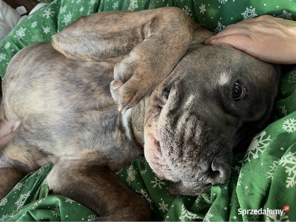 Hotel psów Hotelik psów Florkowo Pozostałe Łowiska