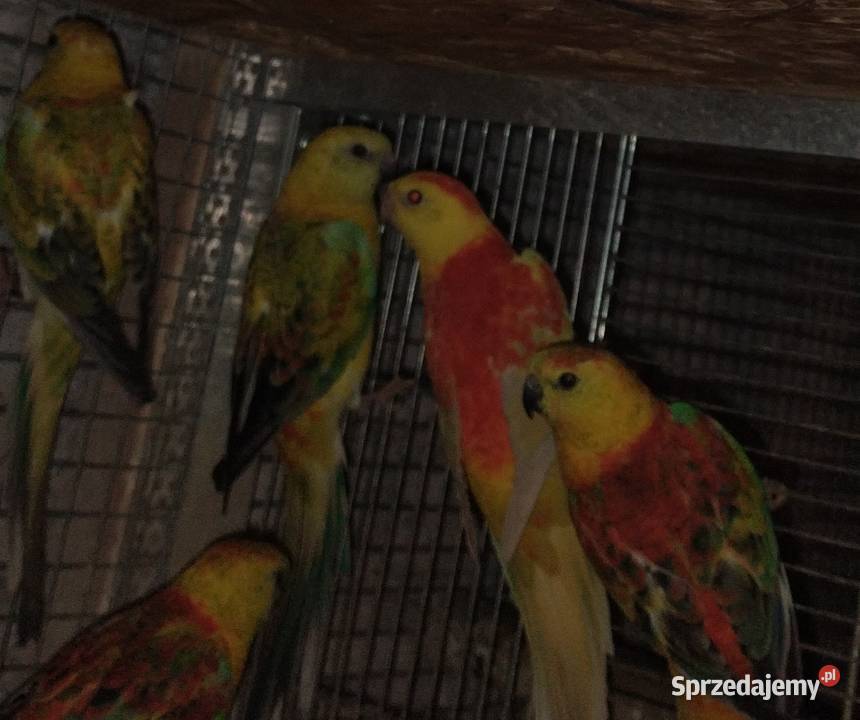 Papugi rozelle białolice Wodzisław Śląski