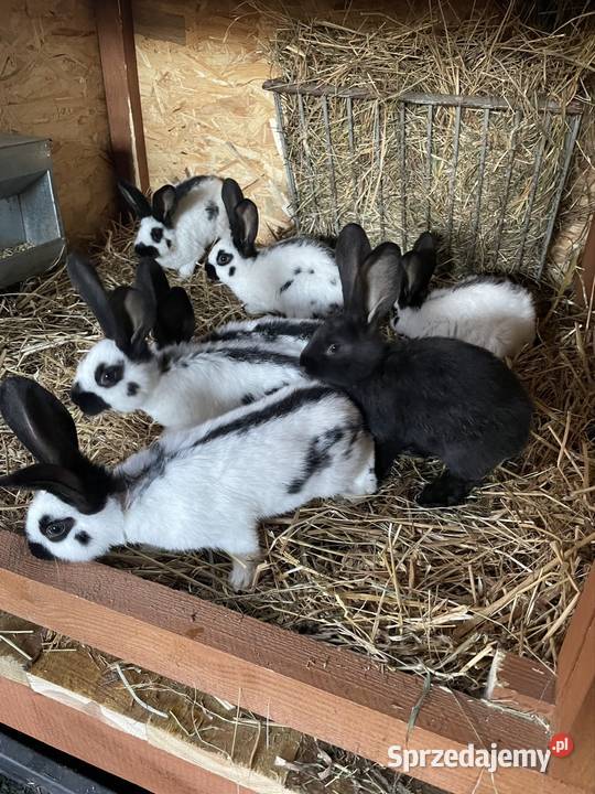 Króliki srokacze niemieckie samce opolskie Żyrowa