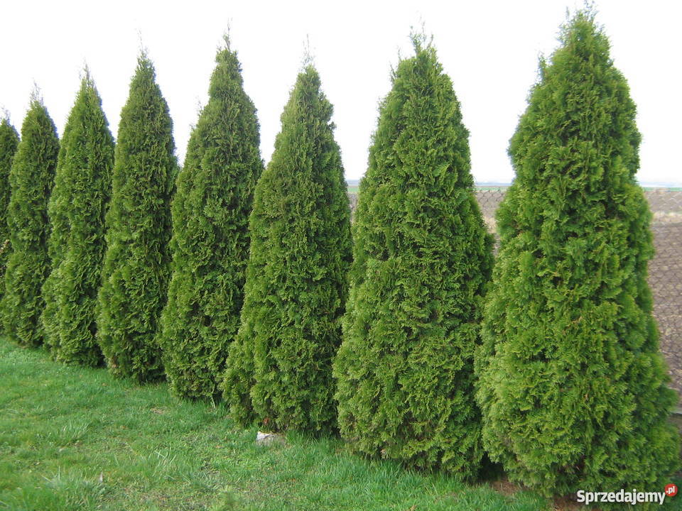 Tuja szmaragd 55zl Idealna na żywopłot Tuje 50 kujawsko-pomorskie Bratwin