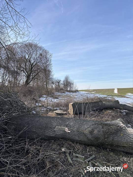 Drzewo na pniu buk dąb topole Karczowanie i usuwanie drzew ogród