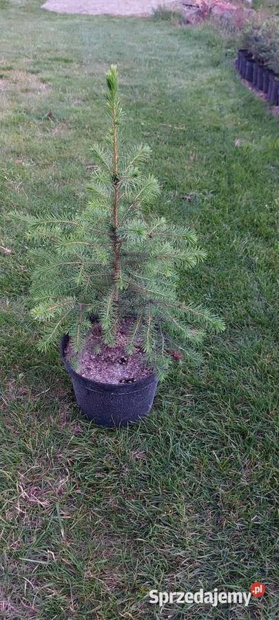 Świerk serbski Siedleczka