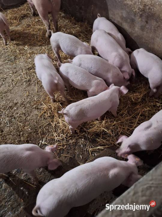 Sprzedam prosięta rolnika