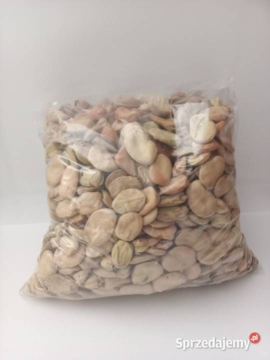 Nasiona bób bizon Olkusz