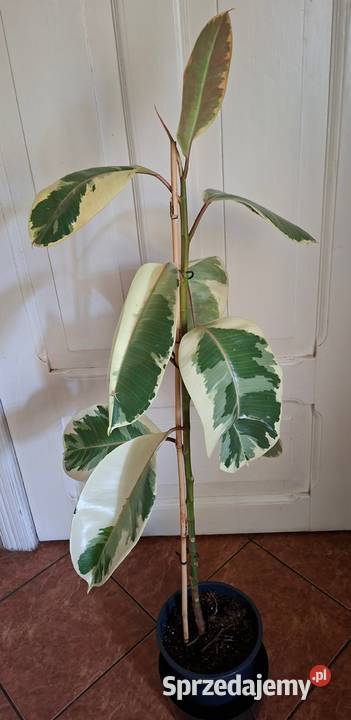 Piękny Fikus Sprężysty Tineke Ficus elastica sprzedam
