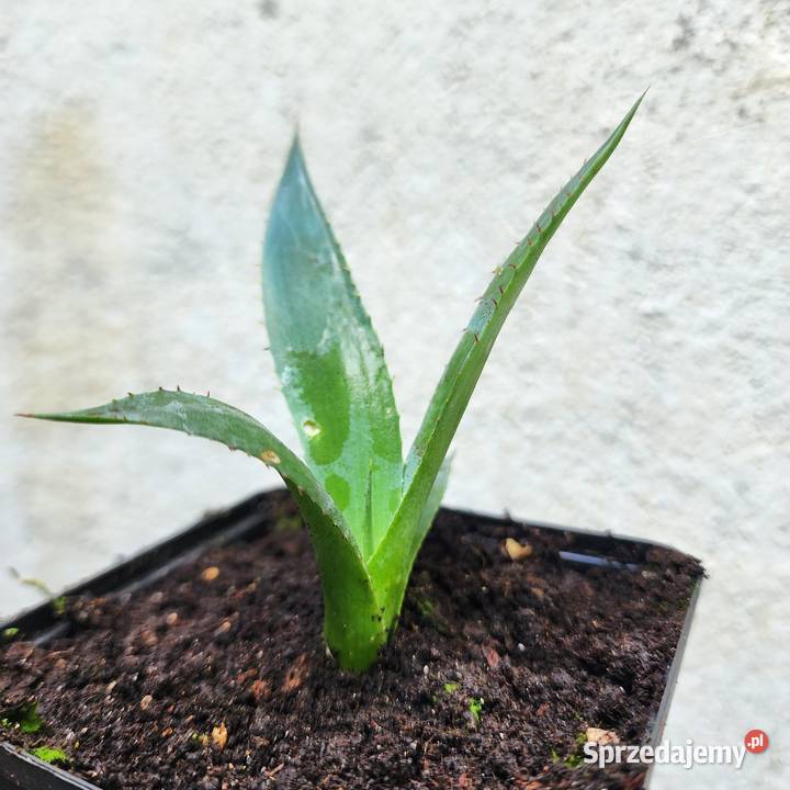 Agawa Agave chrysantha Giant sadzonka 1020 z Warszawa