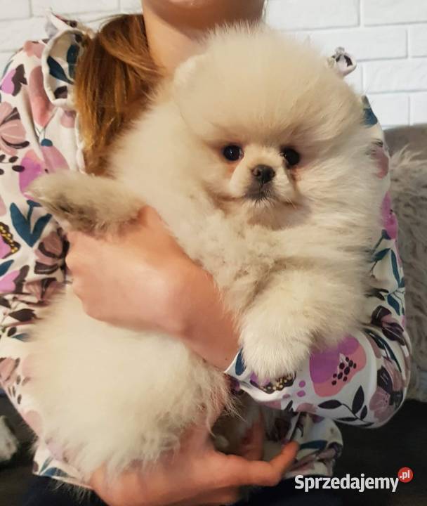 Piesek i suczka pomeraniany typ misia Bolesławiec