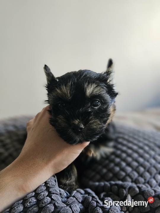 Suczka Yorkshire Terrier Black Tan Częstochowa