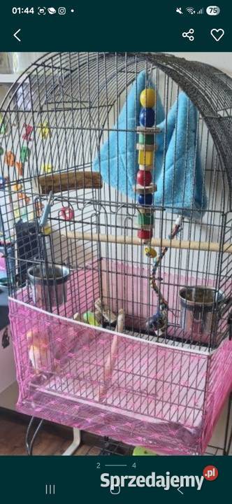 Barwinka bialo brzucha 15 samica Komorniki sprzedam